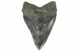 Fossil Megalodon Tooth - Georgia #121156-1
